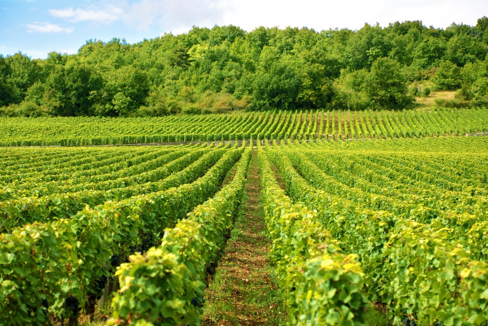 vendanges : vendangeurs récoltant à la main des grappes de raisin mûr dans un vignoble