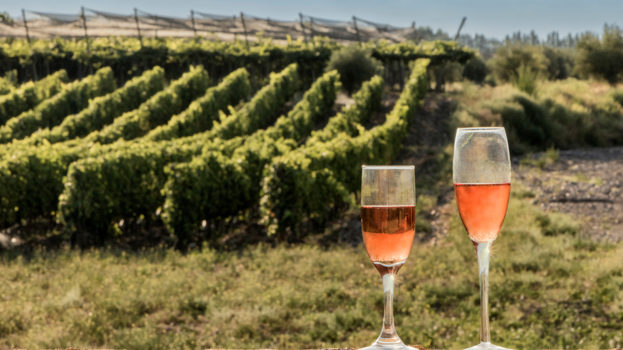 Vins rouges
