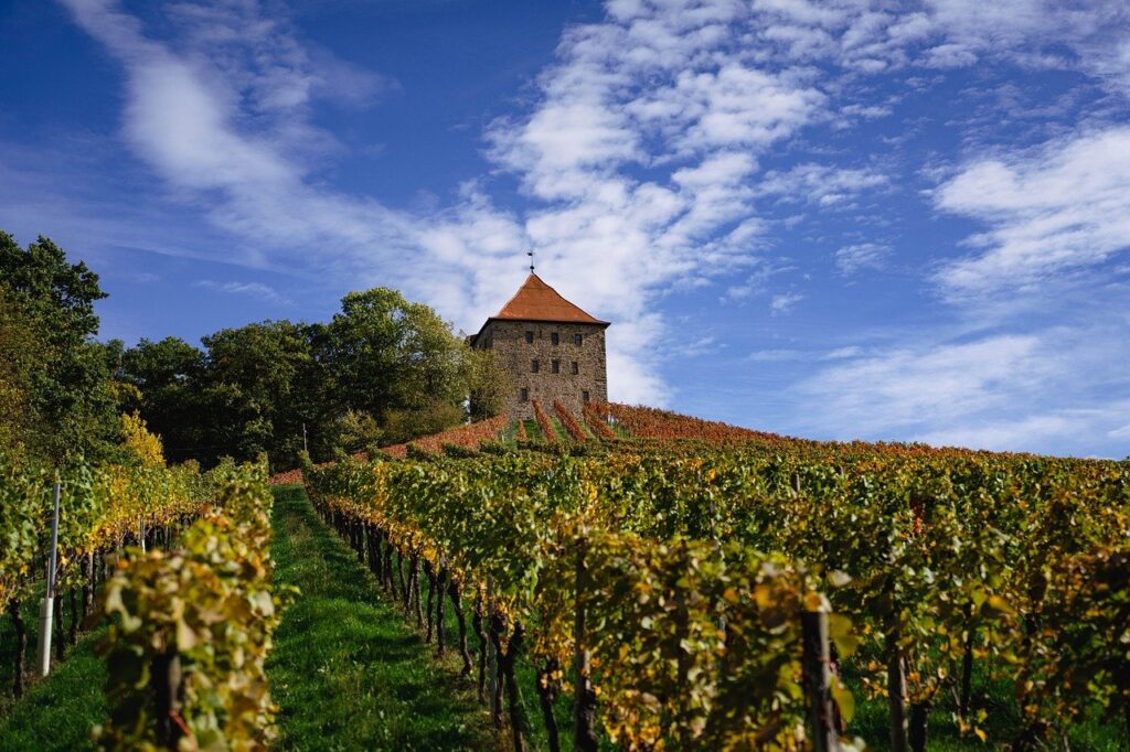 dérèglement climatique : vignoble sous un ciel contrasté illustrant les défis du changement climatique