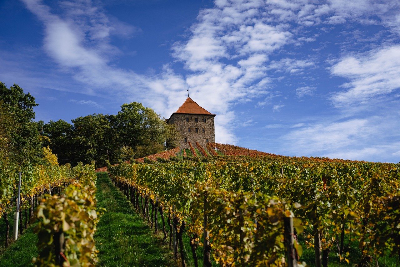 dérèglement climatique : vignoble sous un ciel contrasté illustrant les défis du changement climatique