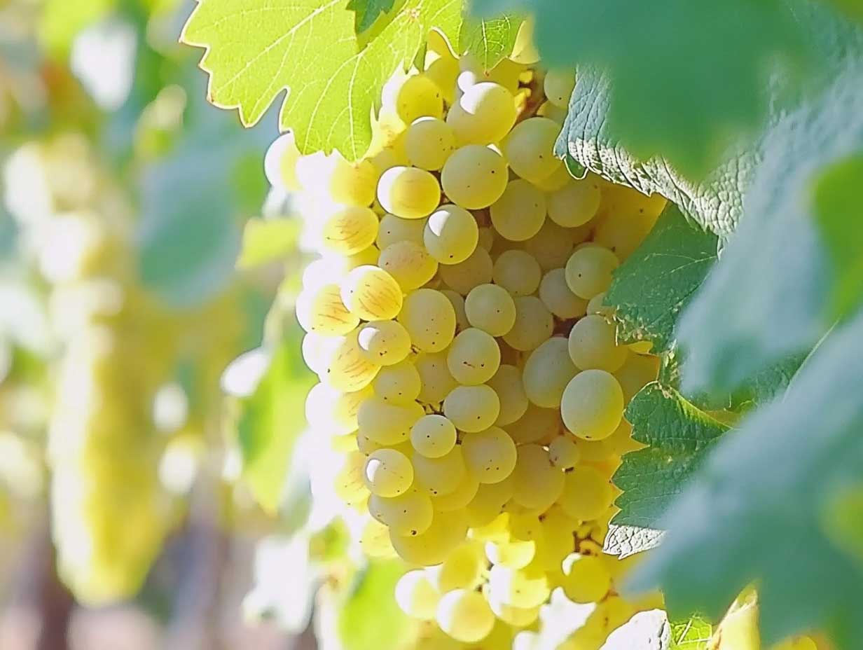 Chenin Blanc : bouteille et verre de vin blanc dans un vignoble